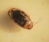 Hygrotus versicolor